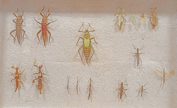 Entomologie Prachtige Collectie Gedroogde Insecten Hoge Kwaliteit Foto — Stockfoto