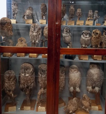 Zooloji Müzesi, hayvan doldurma. Doldurulmuş hayvan yapmak. Yüksek kalite fotoğraf