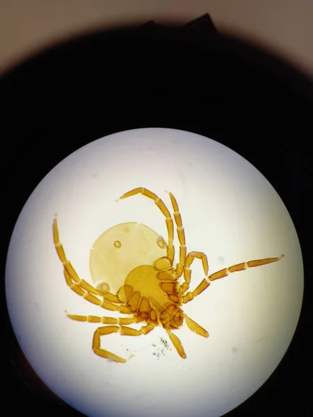 Ixodid Tick Microscope High Quality Photo — Stock Photo, Image