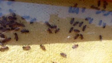 Arıcılık. Arı çiftliği. Canlı arıların bal petekleri üzerindeki arı çerçevesinde hayati aktiviteleri..