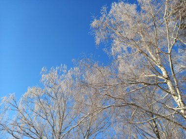 Kış manzarası. Kışın mavi gökyüzüne karşı huş ağaçları. Yüksek kalite fotoğraf