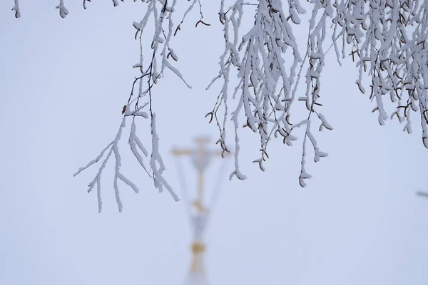 Winter Landscape Frost Sun Branches Tree Covered White Fluffy Snow — Zdjęcie stockowe