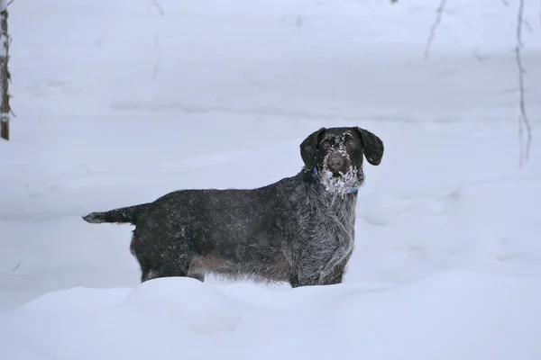 Porträt Eines Hundes Deutscher Rasse Drahthaar Winter Schnee Hochwertiges Foto — Stockfoto