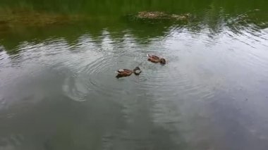 Vahşi hayatta vahşi ördekler, gölde yüzer.