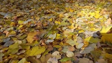 Sonbahar yaprakları dökülür, sonbaharda doğa. Yüksek kaliteli FullHD görüntüler