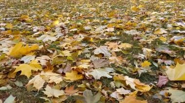 Sonbahar yaprakları dökülür, sonbaharda doğa. Yüksek kaliteli FullHD görüntüler