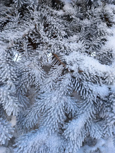 Vinterlandskap Grön Julgran Gran Täckt Med Vit Fluffig Snö Gatan — Stockfoto