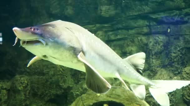 Atlantic Sturgeon Underwater Video Large Sturgeon Red Book Fish High — Stock Video