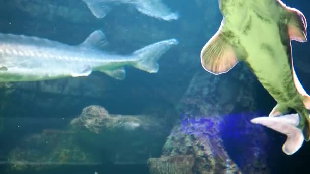 Atlantischer Stör Unterwasservideo Eines Großen Störs Rotbuchfische Hochwertiges Filmmaterial — Stockvideo