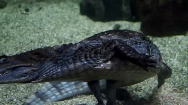 Een Krokodil Zwemt Een Aquarium Het Moskouse Aquarium Hoge Kwaliteit — Stockvideo