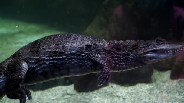 Крокодил Плаває Акваріумі Московському Акваріумі Кадри Високої Якості — стокове відео