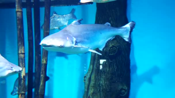大きな美しい水族館で水族館の魚 高品質4K映像 — ストック動画