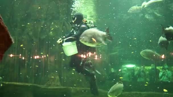 モスクワ ロシア Vdnkh 海洋生物 2022 Aダイバー スキューバダイバー 特別なウェットスーツの男は大きな水族館で水族館の魚を供給します ストックビデオだ 4K映像 — ストック動画