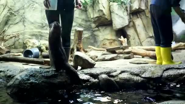 水族館の水族館の餌カワウソの水族館 高品質4K映像 — ストック動画
