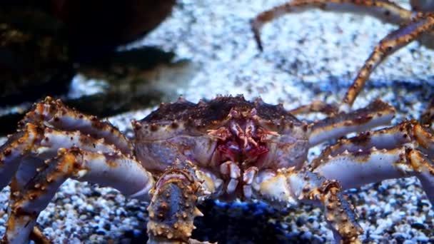 Crab Kamchatka Debaixo Água Movimento Grande Plano Imagens Alta Qualidade — Vídeo de Stock