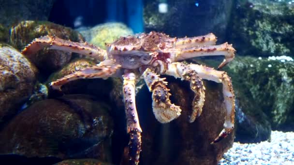 螃蟹堪察加半岛在水底运动大计划 高质量的4K镜头 — 图库视频影像
