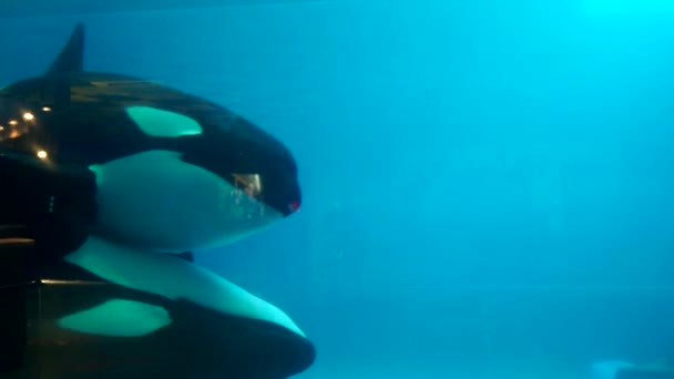 Twee Orka Schieten Onder Water Van Dichtbij Kastki Het Aquarium — Stockvideo