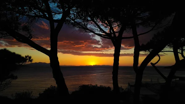 Romántica Puesta Sol Mar Mediterráneo Silueta Pinos Primer Plano Piombino — Foto de Stock