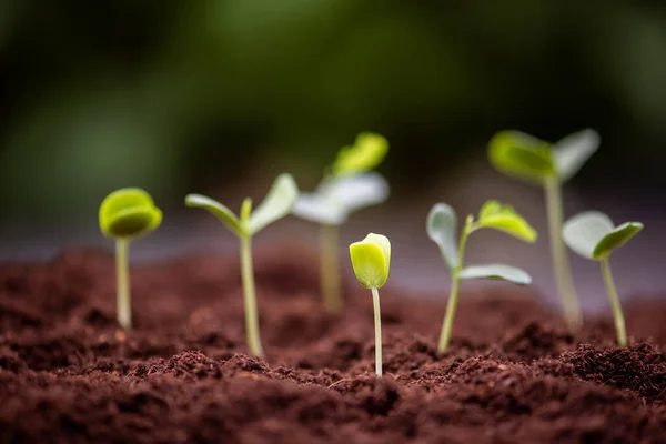 Group Young Plant Growing Soil — Photo