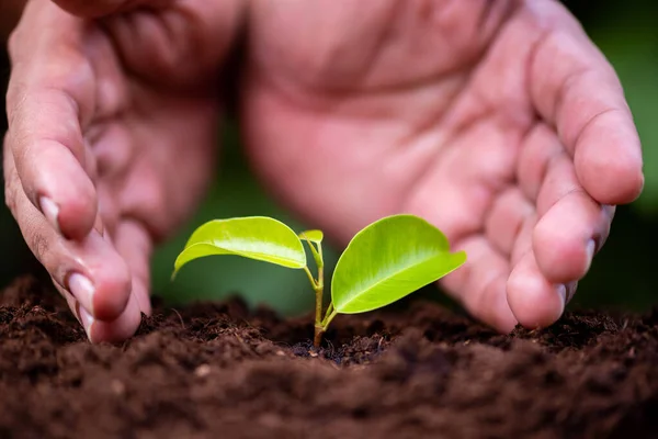 Man Hand Protect Young Plant — Stock Photo, Image
