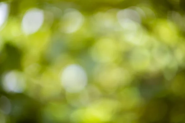 Abstract Blur Green Leaves Background Natural Green Bokeh — Stock Photo, Image