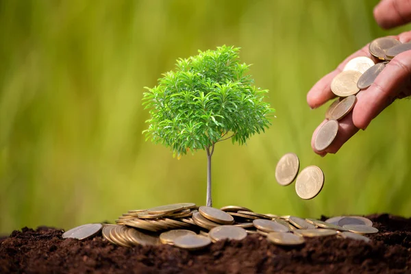 Man Hand Put Coins Money Fertilize Growth Plant Business Investment — Foto de Stock