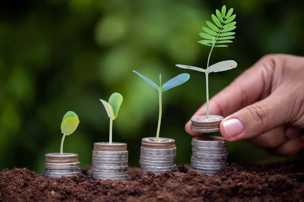 Man Hand Putting Coins Growing Stack Plant Growing Money Finance — Stock Photo, Image