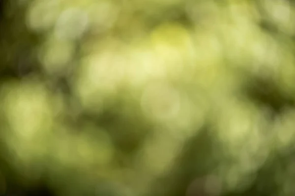 Abstrakte Unschärfe Grüner Blätter Für Hintergrund Natürliches Grünes Bokeh — Stockfoto