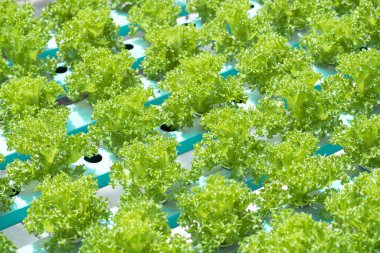 green hydroponic vegetable growing in blue pipe line water feeding system , organic farm