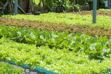 green hydroponic vegetable growing in blue pipe line water feeding system , organic farm