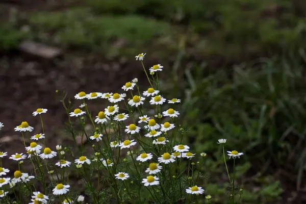 Camomila Flor Com Fundo Embaçado — Fotografia de Stock