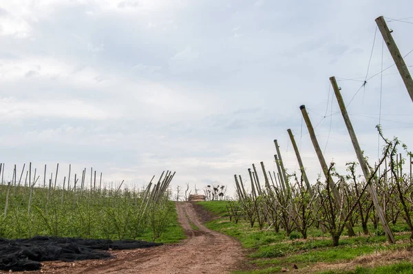View Peach Plantation Passing Road Caxias Sul Rio Grande Sul — Stock Photo, Image
