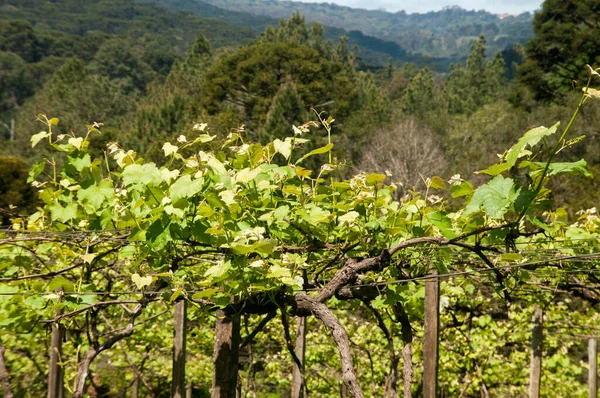 Виноградник Проростанням Зеленого Листя Кашіасі Сул Бразилія — стокове фото