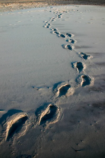 Footprints Sand Summer — Stock Photo, Image