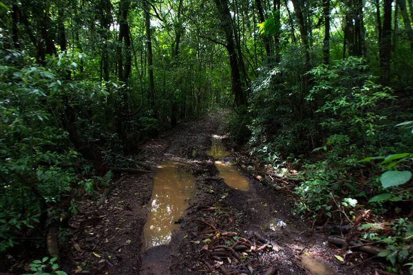 Sendero Medio Del Bosque Nova Petropolis —  Fotos de Stock