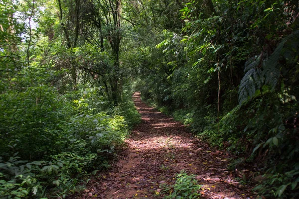 Sendero Medio Del Bosque Brasil — Foto de Stock