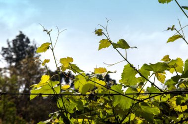 Cehennemin yaprakları filizleniyor.