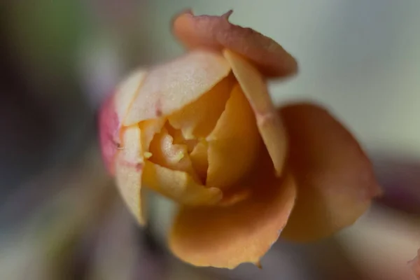 Όμορφο Λουλούδι Καλαγχόης Ανθίζει Την Άνοιξη — Φωτογραφία Αρχείου