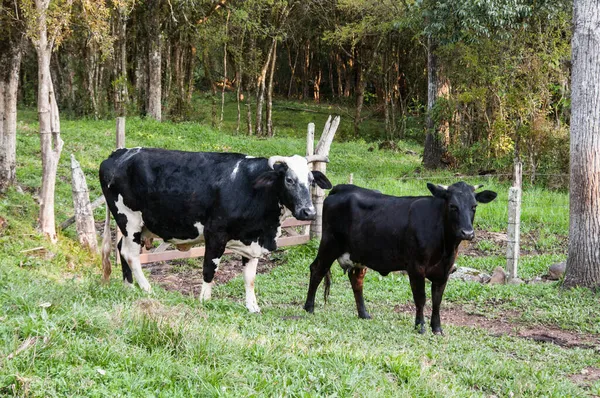 Duas Vacas Curiosas Potreiro — Fotografia de Stock