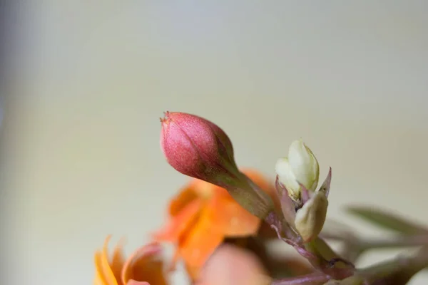 Bela Flor Kalanchoe Florescendo Primavera — Fotografia de Stock