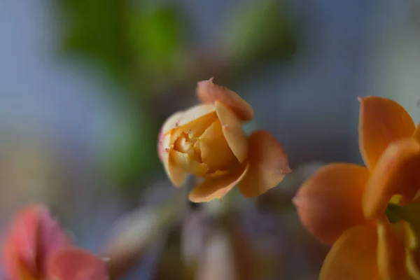 Krásná Kalanchoe Květ Kvete Jaře — Stock fotografie