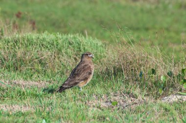  Brezilya 'da çimlerin üzerinde Yırtıcı Kuş Hanı