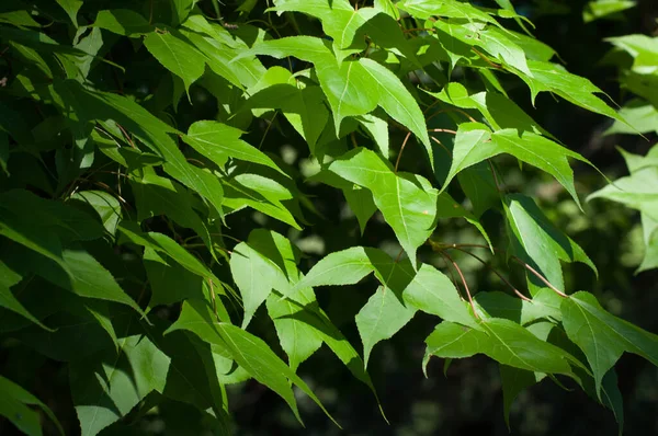 緑のカエデの葉の背景 — ストック写真