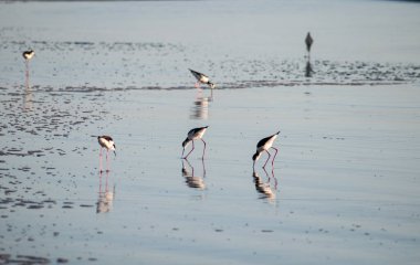 Pernilongos de pescoco branco avcılık deniz kenarında