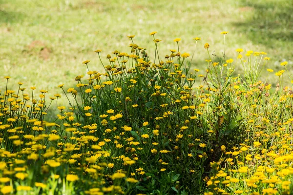 Background Yellow Wildflowers Spring — Stock Photo, Image