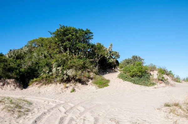 Ağaçlı kum tepeleri ve arkadaki mavi gökyüzü