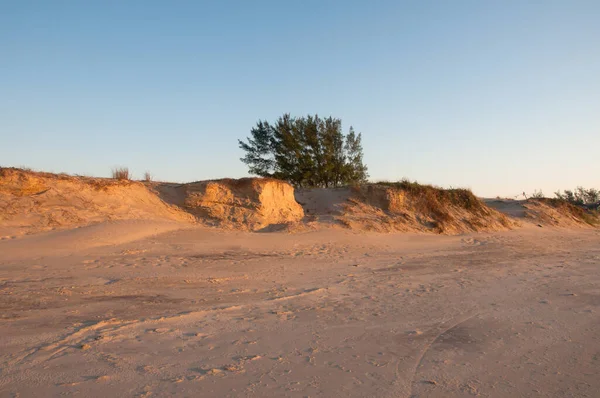 Duinen Met Bomen Blauwe Lucht Achtergrond — Stockfoto