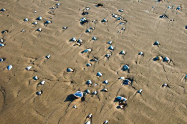 Kumsal kum deseni kahverengi tonda ve kabuklu.