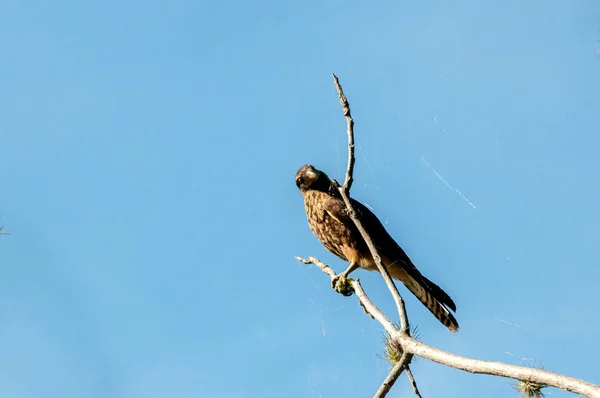 Gaviao Landed Branch Blue Sky Background — Stock Photo, Image