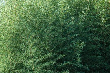 Bambu ormanında huzur ve sükunet